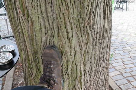  picture  Moeras_cypress |Taxodium_distichum