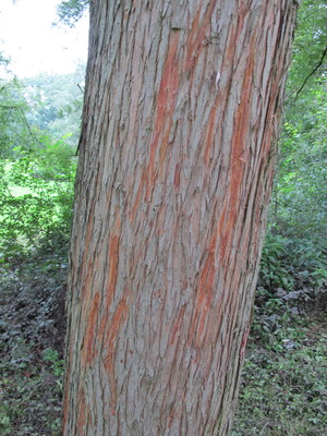  picture  Moeras_cypress |Taxodium_distichum