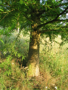  picture  Moeras_cypress |Taxodium_distichum