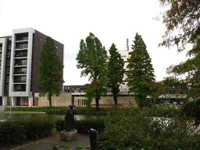  picture  Moeras_cypress |Taxodium_distichum