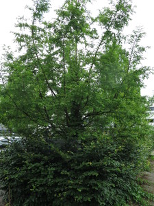  picture  Moeras_cypress |Taxodium_distichum