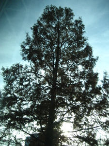  picture  Moeras_cypress |Taxodium_distichum