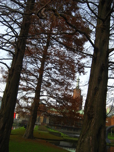  picture  Moeras_cypress |Taxodium_distichum