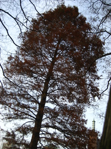  picture  Moeras_cypress |Taxodium_distichum