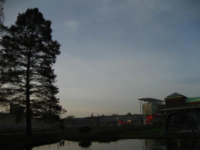  picture  Moeras_cypress |Taxodium_distichum