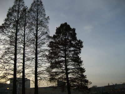  picture  Moeras_cypress |Taxodium_distichum