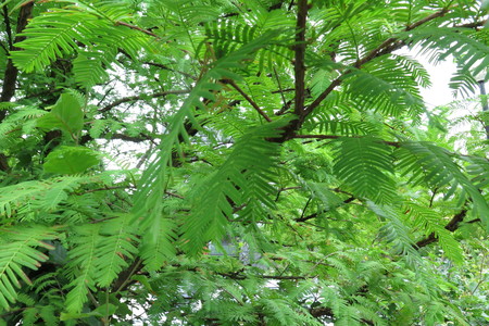  picture  Moeras_cypress |Taxodium_distichum