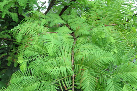  picture  Moeras_cypress |Taxodium_distichum