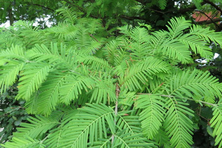  picture  Moeras_cypress |Taxodium_distichum