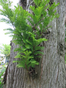  picture  Moeras_cypress |Taxodium_distichum