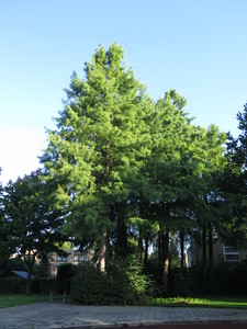  picture  Moeras_cypress |Taxodium_distichum