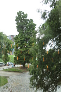  picture  Moeras_cypress |Taxodium_distichum