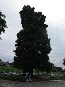  picture  Moeras_cypress |Taxodium_distichum