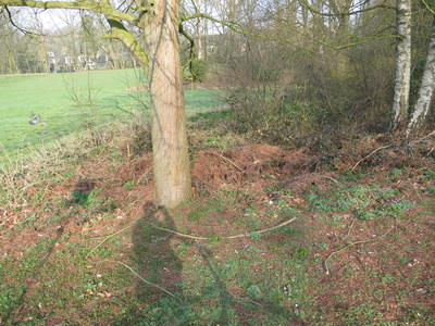  picture  Moeras_cypress |Taxodium_distichum