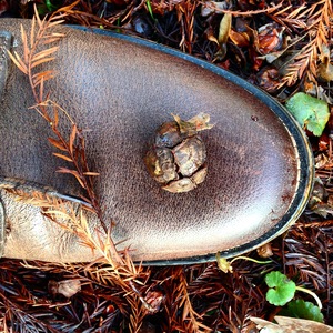  picture  Moeras_cypress |Taxodium_distichum