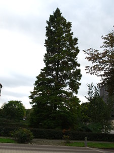  picture  Moeras_cypress |Taxodium_distichum