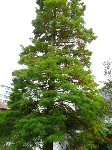  picture  Moeras_cypress |Taxodium_distichum