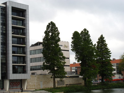  picture  Moeras_cypress |Taxodium_distichum