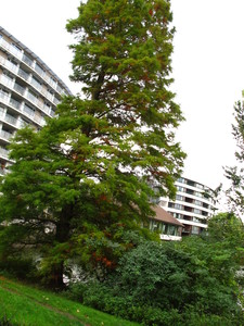  picture  Moeras_cypress |Taxodium_distichum