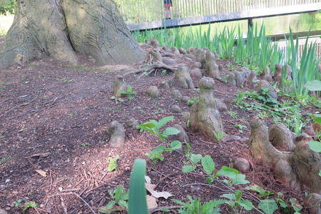  picture  Moeras_cypress |Taxodium_distichum