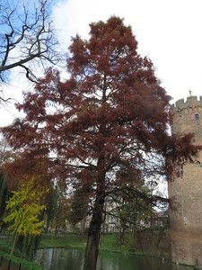  picture  Moeras_cypress |Taxodium_distichum