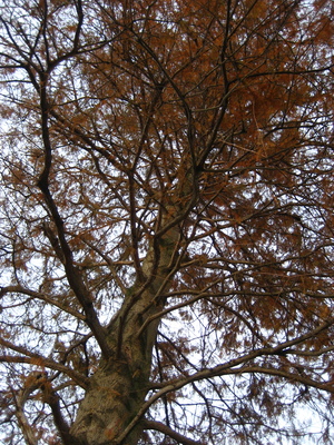  picture  Moeras_cypress |Taxodium_distichum