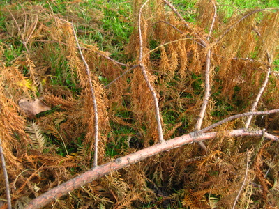  picture  Moeras_cypress |Taxodium_distichum