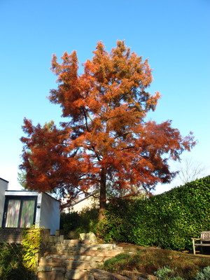  picture  Moeras_cypress |Taxodium_distichum