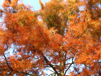  picture  Moeras_cypress |Taxodium_distichum