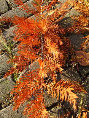  picture  Moeras_cypress |Taxodium_distichum