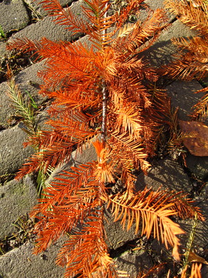  picture  Moeras_cypress |Taxodium_distichum