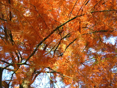  picture  Moeras_cypress |Taxodium_distichum