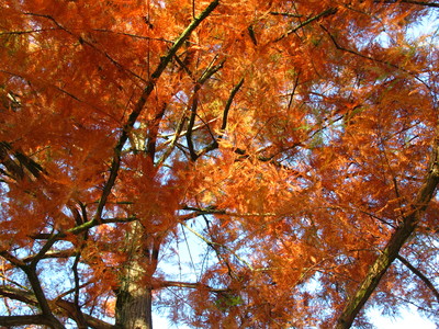  picture  Moeras_cypress |Taxodium_distichum