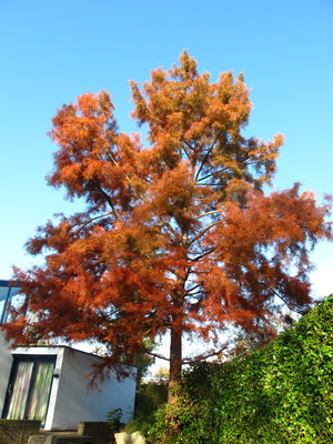  picture  Moeras_cypress |Taxodium_distichum