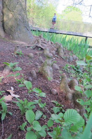  picture  Moeras_cypress |Taxodium_distichum