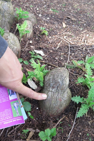  picture  Moeras_cypress |Taxodium_distichum