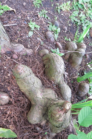  picture  Moeras_cypress |Taxodium_distichum