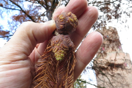  picture  Moeras_cypress |Taxodium_distichum