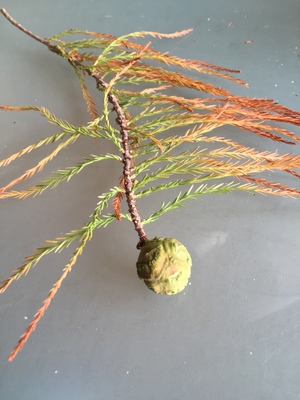  picture  Moeras_cypress |Taxodium_distichum