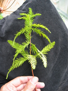  picture  Moeras_cypress |Taxodium_distichum