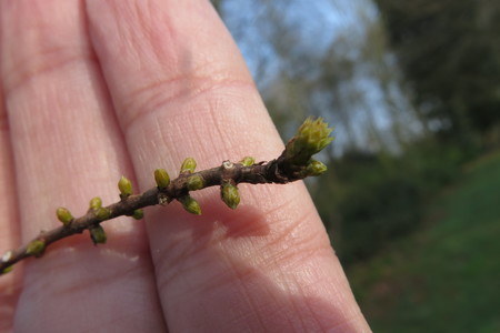  picture  Moeras_cypress |Taxodium_distichum