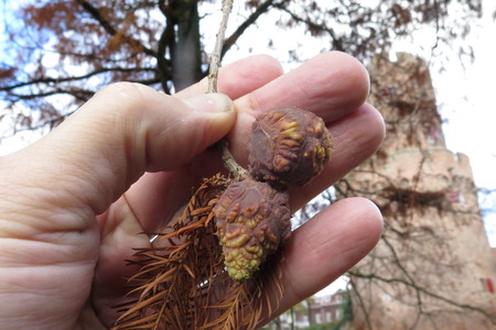  picture  Moeras_cypress |Taxodium_distichum