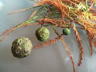  picture  Moeras_cypress |Taxodium_distichum