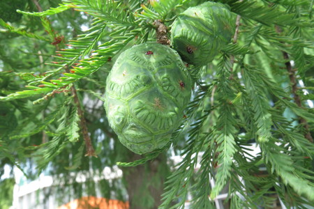  picture  Moeras_cypress |Taxodium_distichum