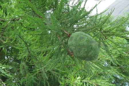  picture  Moeras_cypress |Taxodium_distichum