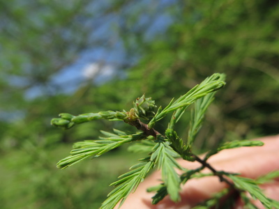  picture  Moeras_cypress |Taxodium_distichum
