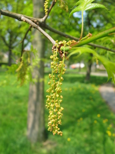  picture  Moeraseik |Quercus_palustris