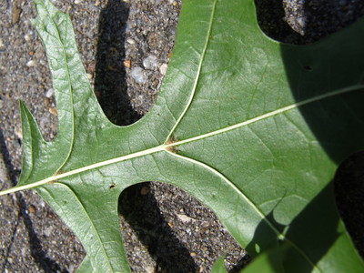  picture  Moeraseik |Quercus_palustris