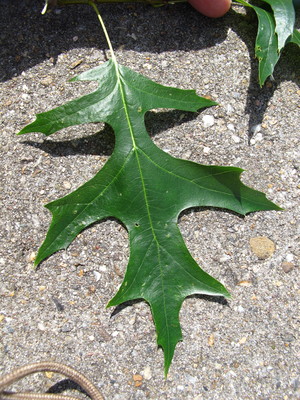  picture  Moeraseik |Quercus_palustris