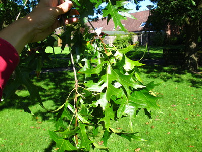  picture  Moeraseik |Quercus_palustris